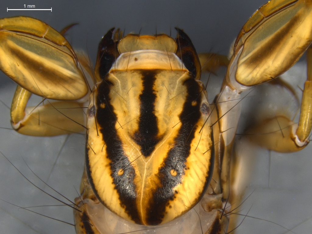 Semblis phalaenoides